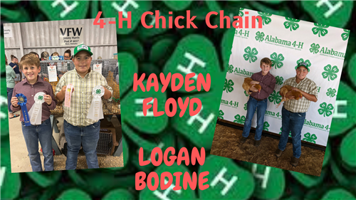 CHICK CHAIN